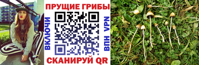 Псилоцибиновые грибы Psilocybine cubensis  Купить  Лобня 